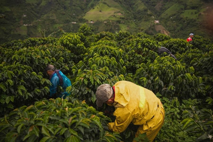 Workers on a coffee farm